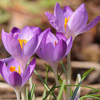 Buy canvas prints of Colourful Crocus Symphony by Simon Marlow