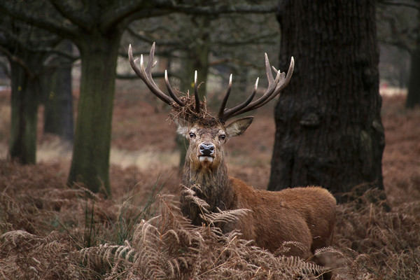 Majestic Stag in the forest Picture Board by Simon Marlow