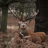 Buy canvas prints of Majestic Stag in the forest by Simon Marlow