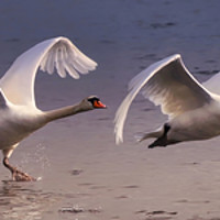 Buy canvas prints of Majestic Swan Takes Flight by Simon Marlow