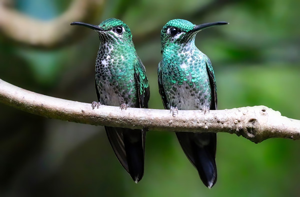 Vibrant Duo Costa Rican Hummingbirds Picture Board by Simon Marlow