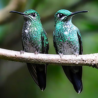 Buy canvas prints of Vibrant Duo Costa Rican Hummingbirds by Simon Marlow