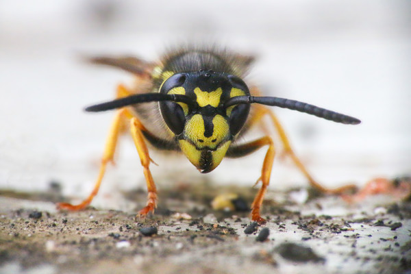 The Ferocious Beauty of a Wasp Picture Board by Simon Marlow