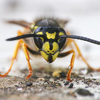 Buy canvas prints of The Ferocious Beauty of a Wasp by Simon Marlow