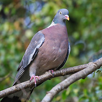 Buy canvas prints of Majestic Wood Pigeon Perched by Simon Marlow