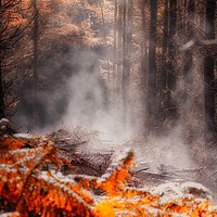 Buy canvas prints of Enchanting Autumn Forest Scene by Simon Marlow