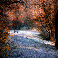 Buy canvas prints of Tranquil Forest Bench by Simon Marlow