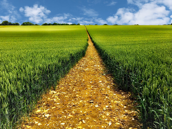 Golden pathway through a crop field Picture Board by Simon Marlow