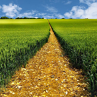 Buy canvas prints of Golden pathway through a crop field by Simon Marlow