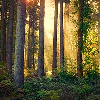 Buy canvas prints of Looking into the mysterious forest by Simon Marlow