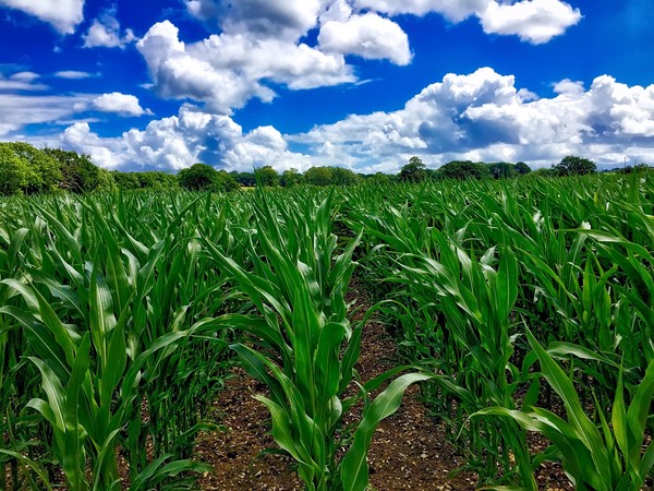 Perspective view through a Sweetcorn field Picture Board by Simon Marlow