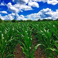 Buy canvas prints of Perspective view through a Sweetcorn field by Simon Marlow