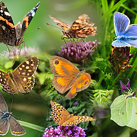 Buy canvas prints of British Butterflies A Flurry of Color and Beauty by Simon Marlow