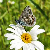 Buy canvas prints of British Blue Butterfly on an ox-eye daisy by Simon Marlow