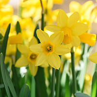 Buy canvas prints of Beautiful display of Spring Daffodils by Simon Marlow