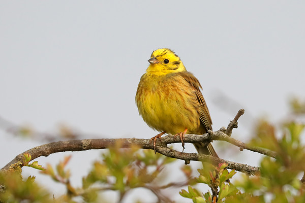 Stunning Yellowhammer Perched on a Branch Picture Board by Simon Marlow