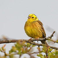 Buy canvas prints of Stunning Yellowhammer Perched on a Branch by Simon Marlow