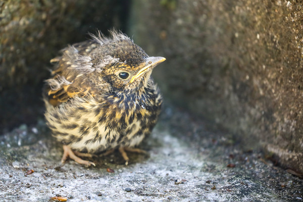 Fledgling Song Thrush on the ground Picture Board by Simon Marlow