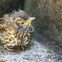 Buy canvas prints of Fledgling Song Thrush on the ground by Simon Marlow