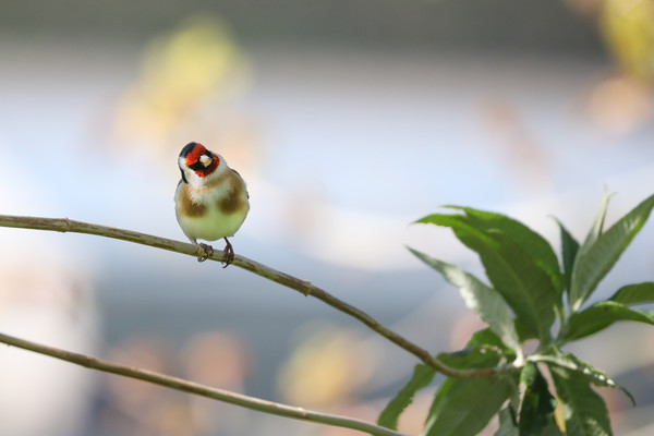 Captivating Goldfinch Perched on Branch Picture Board by Simon Marlow