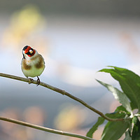 Buy canvas prints of Captivating Goldfinch Perched on Branch by Simon Marlow