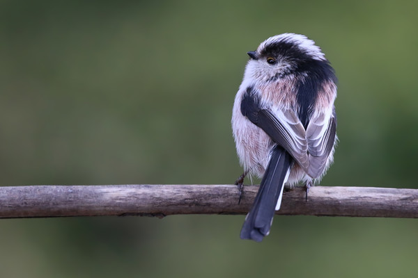 Cute little Long Tailed Tit on a branch Picture Board by Simon Marlow