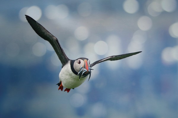 Majestic Puffin Hunting for Sandeels Picture Board by Simon Marlow