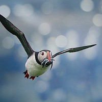 Buy canvas prints of Majestic Puffin Hunting for Sandeels by Simon Marlow