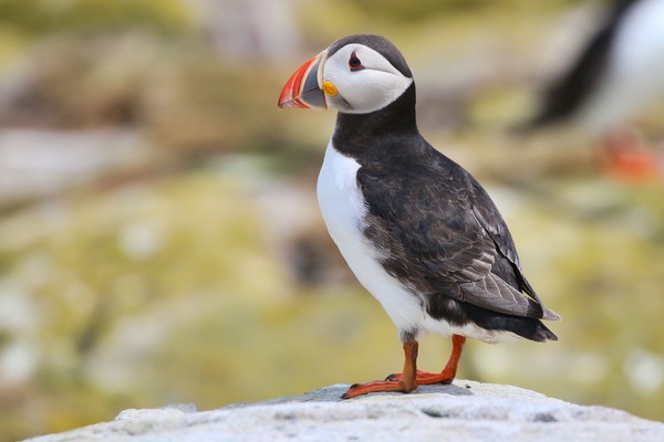 Atlantic puffin on the rocks Picture Board by Simon Marlow