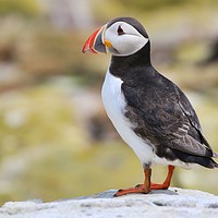 Buy canvas prints of Atlantic puffin on the rocks by Simon Marlow