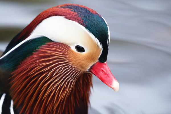 Beautiful closeup of the Mandarin Duck Picture Board by Simon Marlow