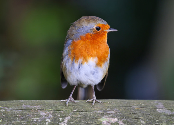 Cute little Robin Redbreast sat on a post Picture Board by Simon Marlow