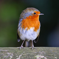 Buy canvas prints of Cute little Robin Redbreast sat on a post by Simon Marlow