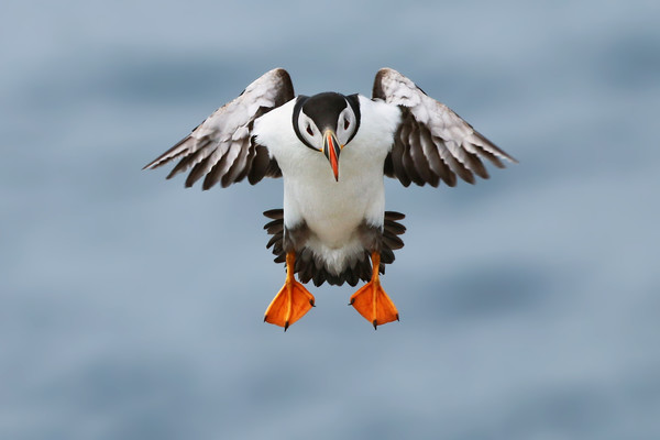 Atlantic Puffin coming into land Picture Board by Simon Marlow