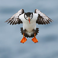 Buy canvas prints of Atlantic Puffin coming into land by Simon Marlow