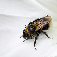 Buy canvas prints of closeup of a Bee on a white flower by Simon Marlow