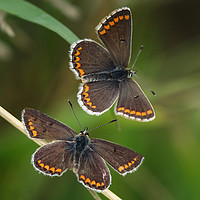 Buy canvas prints of Majestic Northern Argus Butterflies by Simon Marlow