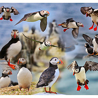 Buy canvas prints of The Playful Puffins of Northumberland by Simon Marlow