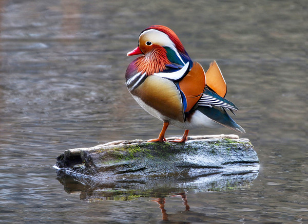 Majestic Mandarin Duck Picture Board by Simon Marlow