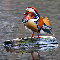 Buy canvas prints of Majestic Mandarin Duck by Simon Marlow