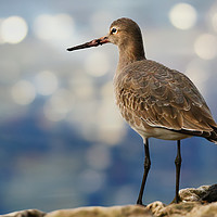 Buy canvas prints of The Elegance of BlackTailed Godwit by Simon Marlow