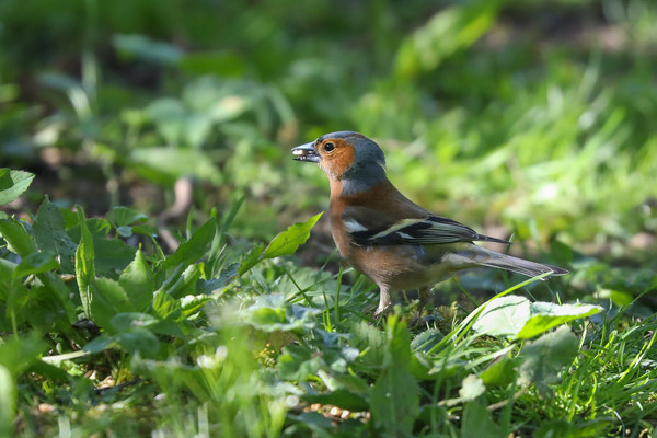 Majestic Chaffinch in Spring Meadow Picture Board by Simon Marlow