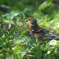 Buy canvas prints of Majestic Chaffinch in Spring Meadow by Simon Marlow