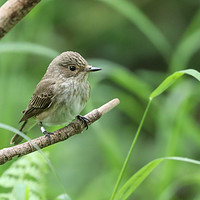 Buy canvas prints of A rare visitor to the UK, the Flycatcher by Simon Marlow