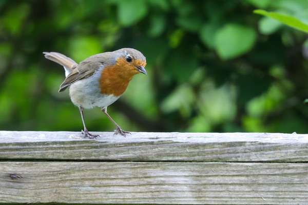 The Charming and Cheerful Robin Redbreast Picture Board by Simon Marlow