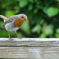 Buy canvas prints of The Charming and Cheerful Robin Redbreast by Simon Marlow