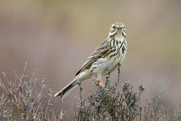Meadow Pipit taken on Long Mynd, South Shropshire Picture Board by Simon Marlow