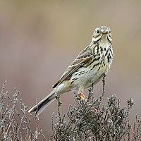 Buy canvas prints of Meadow Pipit taken on Long Mynd, South Shropshire by Simon Marlow
