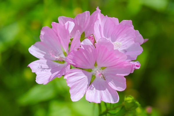 Mesmerizing Musk Mallow Blooms Picture Board by Simon Marlow