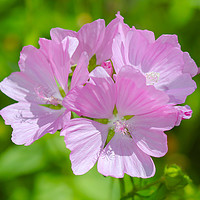 Buy canvas prints of Mesmerizing Musk Mallow Blooms by Simon Marlow